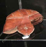 FBHelmSpaldTabLeft.JPG (11210 bytes)