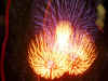 Fireworks5.jpg (670070 bytes)