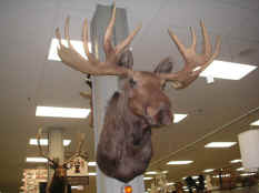 Moosehead.JPG (160909 bytes)