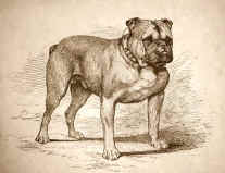 Smartt's Punch Engraving.jpg (38788 bytes)