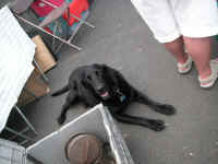 PICT7481_1600x1200.jpg (136895 bytes)