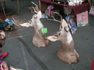 pict6282.jpg (198146 bytes)