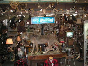 pict7590.jpg (242403 bytes)